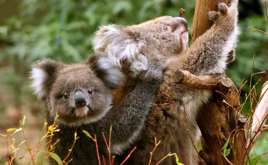 Great Ocean Road Tour w/ Deluxe Minibus & Top-Rated Guide - Gibson Steps and Loch Ard Gorge tell a different story