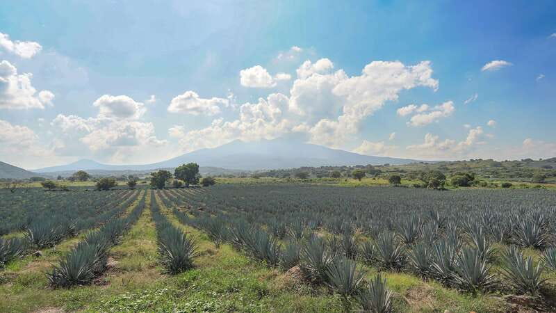 Guadalajara: Premium Tequila Tour with Tastings and Pairings - Follow production from plant to bottle at Tequila Selecto