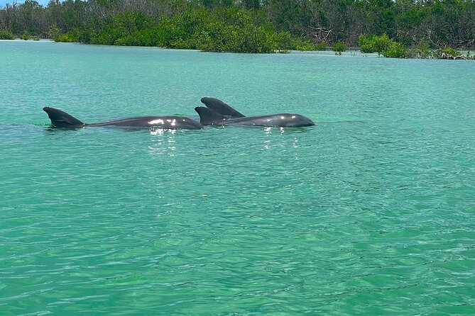 Guided Hobie Kayak EcoTour: Premium Eco Experience Bonita Springs - Looking for dolphins, manatees, and coastal birds