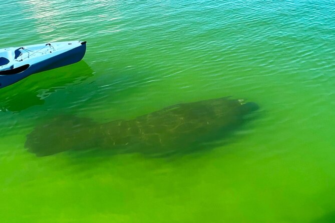 Guided Hobie Kayak EcoTour: Premium Eco Experience Bonita Springs - Why the Hobie setup changes the experience