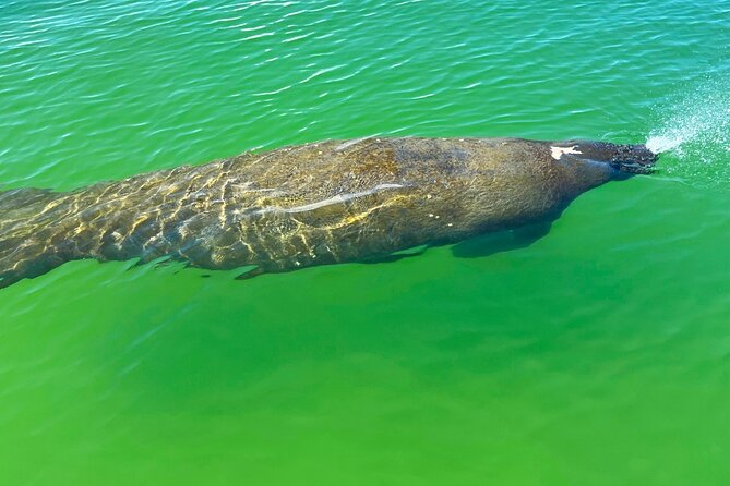 Guided Hobie Kayak EcoTour: Premium Eco Experience Bonita Springs - How long the outing feels