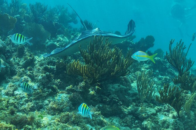 Half-Day Luxury Sailing Experience in Tulum with Open Bar - Snorkeling in shallow Caribbean water