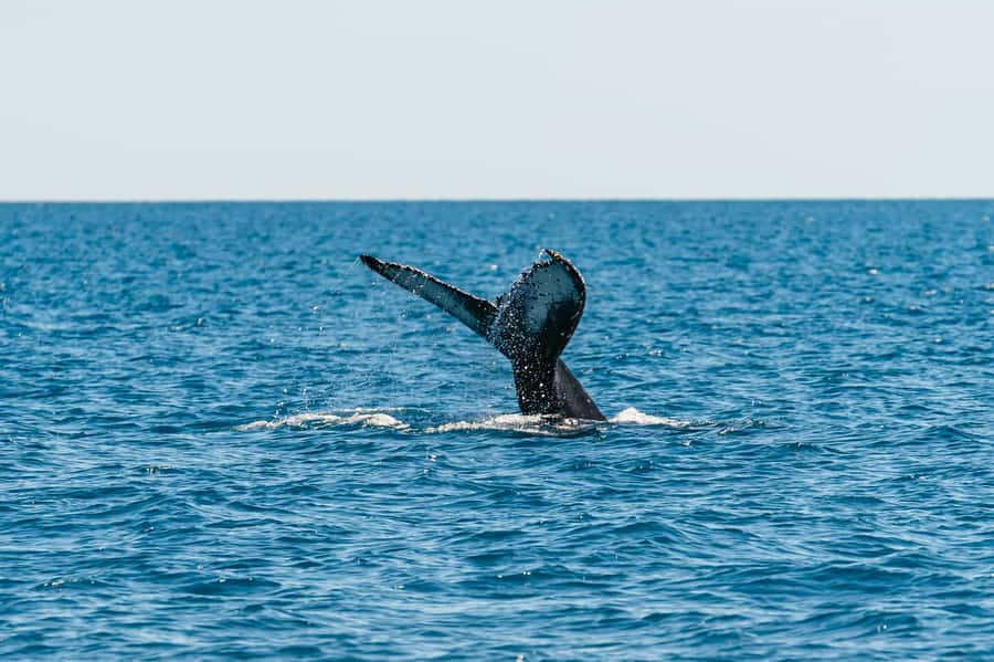 Hervey Bay: Exclusive Whale Watch Encounter - Key points to know before you book
