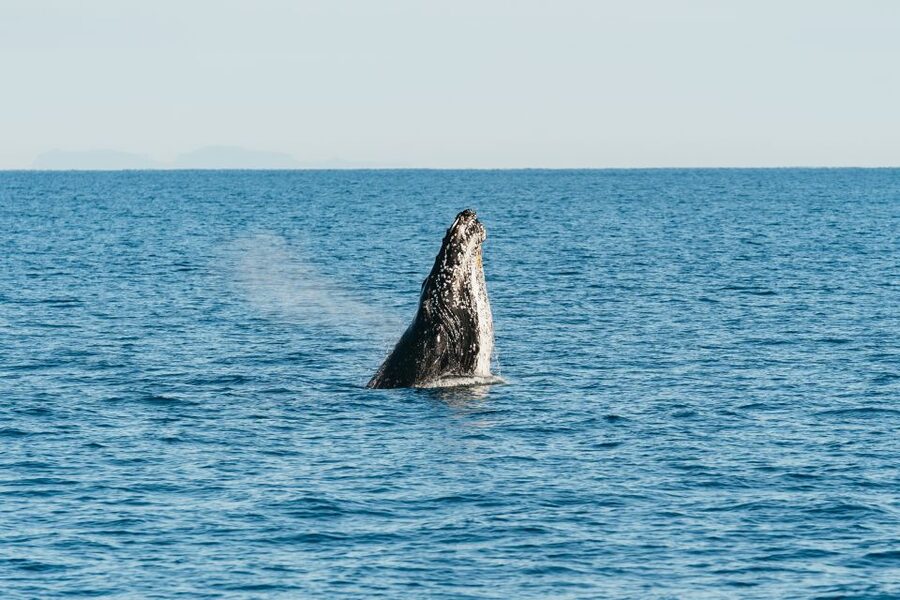 Hervey Bay: Exclusive Whale Watch Encounter - Peter Lynch and the crew’s approach