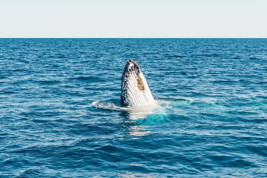Hervey Bay: Exclusive Whale Watch Encounter - What $138 per person buys you