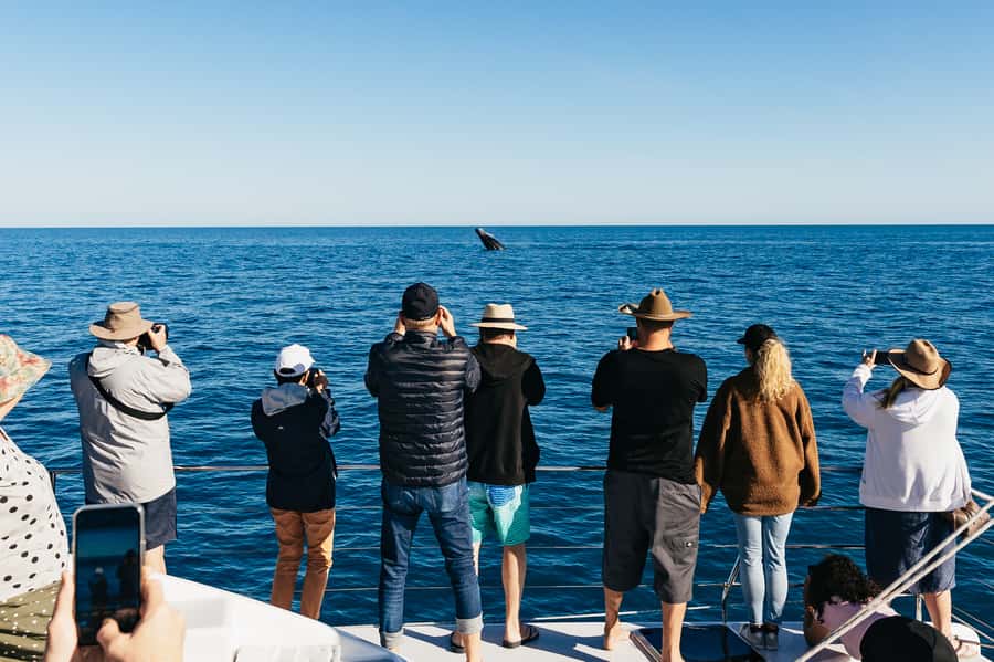 Hervey Bay: Exclusive Whale Watch Encounter - A full day on the water, not a quick sightseeing trip