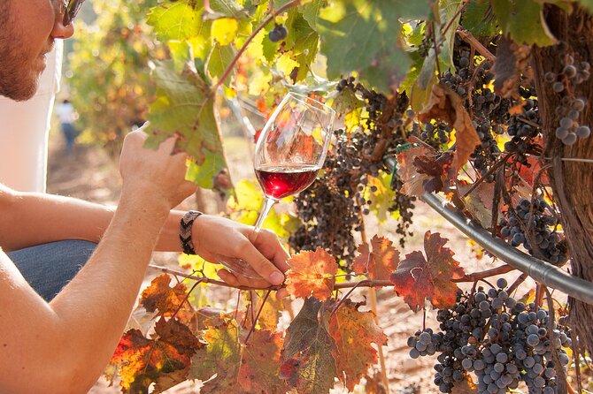 High-End Vineyard Escape: Cava, Tapas & Wine | Private Tour - Oller del Mas and a second Catalan wine tradition