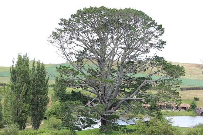 Hobbiton Afternoon Tour in Luxury Minibus from Auckland - Why the late departure works so well