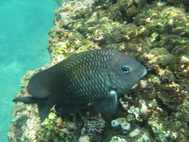 Huatulco: Premium Boat Tour with snorkel experience. - The boat, guide, and pace of the day