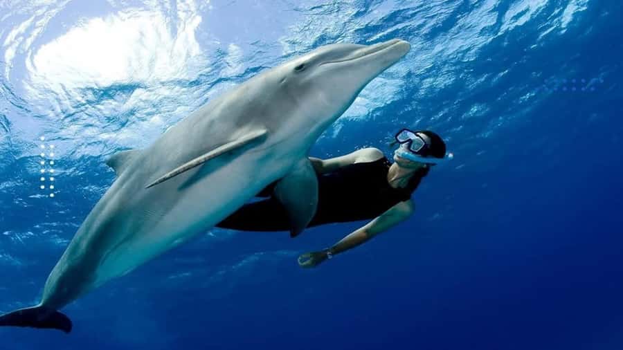 Hurghada: All-Inclusive Elite VIP Dolphin House & Massage - From Hurghada hotel pickup to the Red Sea