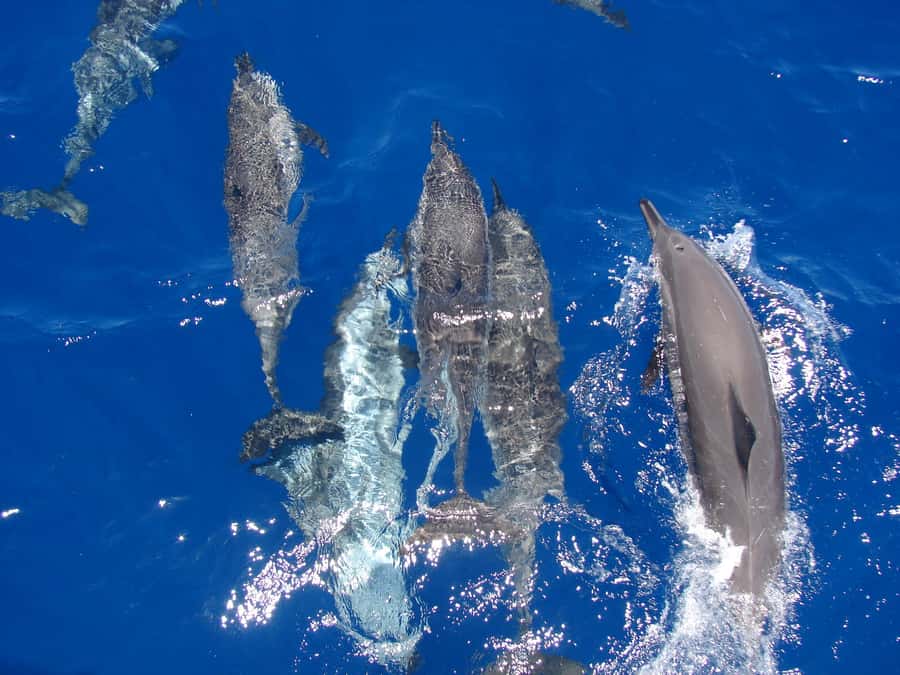 Hurghada: All-Inclusive Elite VIP Dolphin House & Massage - Dolphin House and the rules of a wild encounter