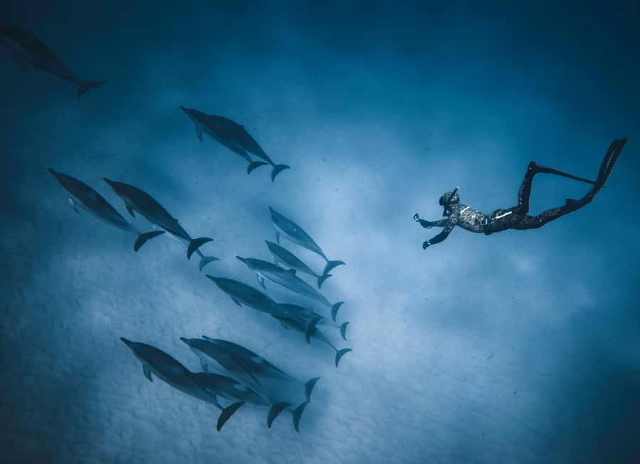 Hurghada: All-Inclusive Elite VIP Dolphin House & Massage - Two reef stops with fish and coral