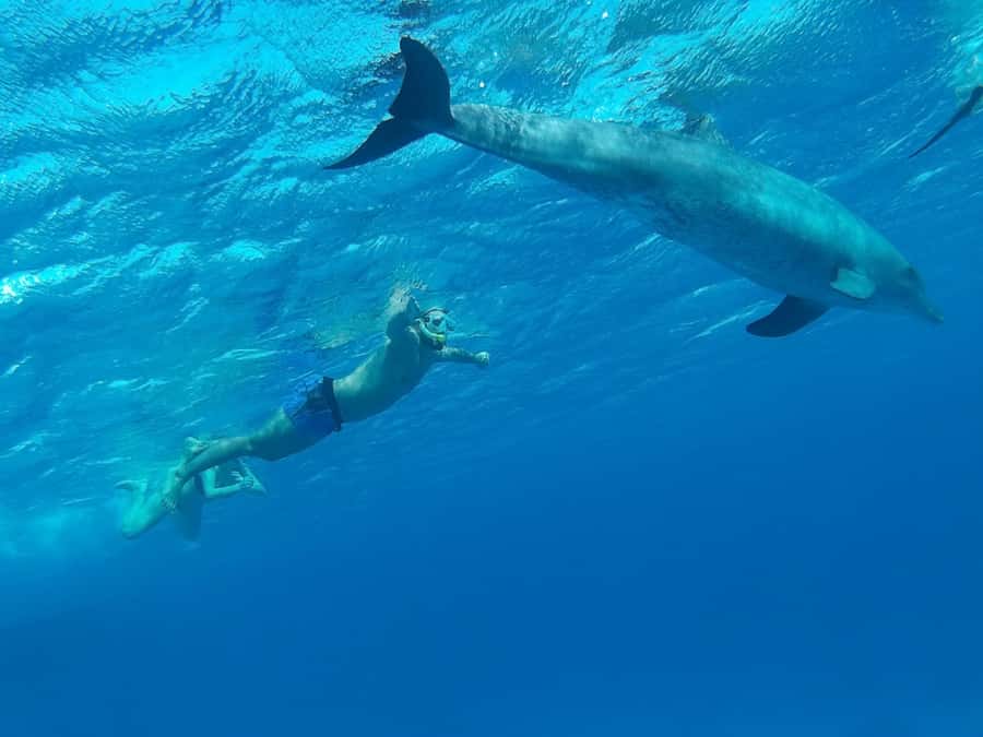 Hurghada: All-Inclusive Elite VIP Dolphin House & Massage - The back massage and the ride home