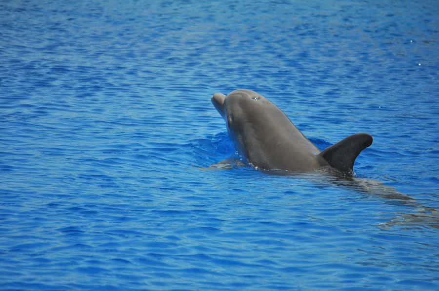 Hurghada: All-Inclusive Elite VIP Dolphin House & Massage - Breakfast while sailing to Dolphin House