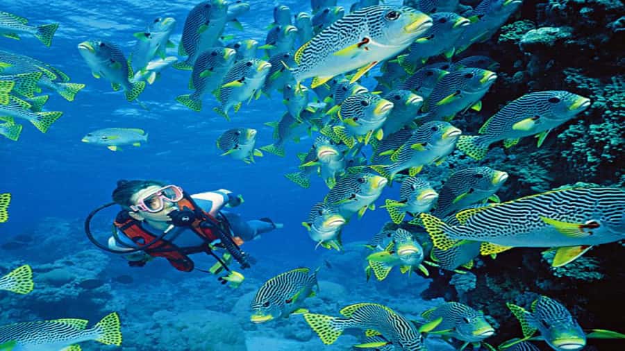 Hurghada:Luxury Diving & Snorkeling inc/Island/Lunch/Massage - An Active Red Sea Day for $58