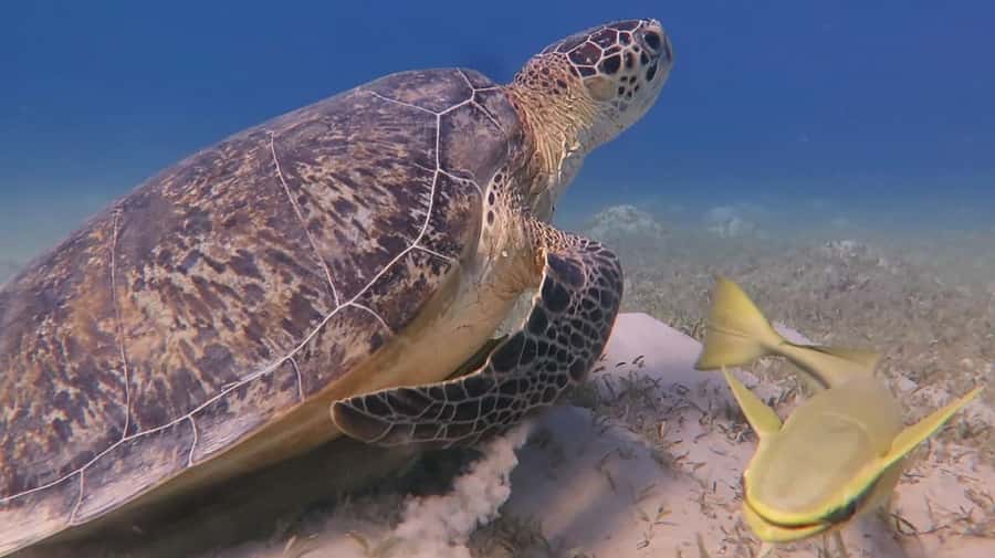 Hurghada: Premium Island Cruise with Lunch and snorkeling - Practical tips for a smoother day