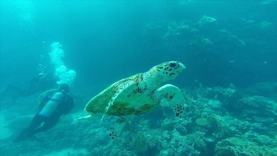 Hurghada: Premium Island Cruise with Lunch and snorkeling - Orange Bay and Giftun Island