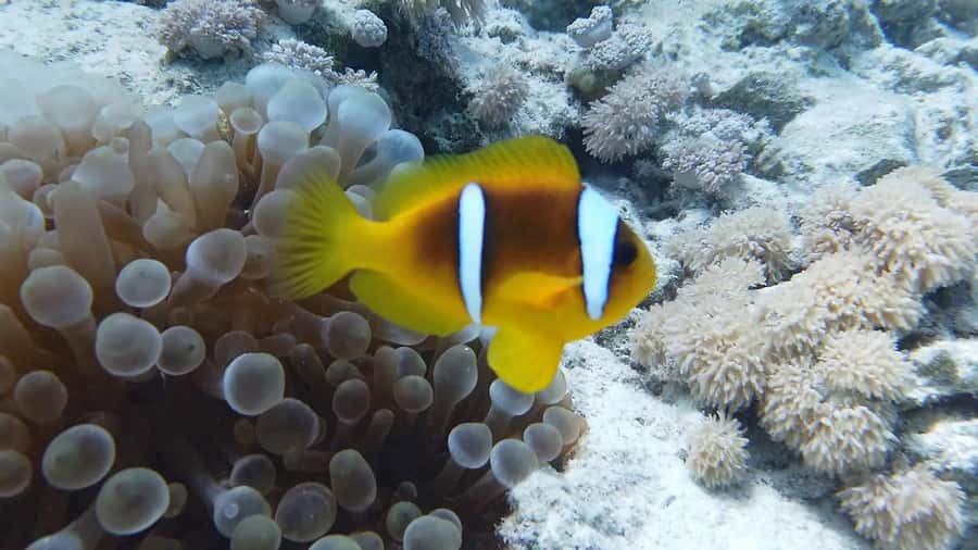 Hurghada: Premium Island Cruise with Lunch and snorkeling - Lunch with a view of the Red Sea