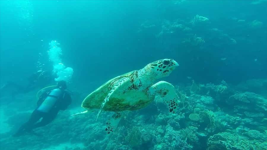 Hurghada: Premium Island Cruise with Lunch and snorkeling - What the $31 price really includes