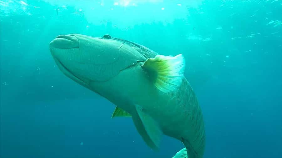 Hurghada: Premium Island Cruise with Lunch and snorkeling - Who should book this cruise