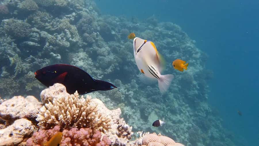 Hurghada: Premium Island Cruise with Lunch and snorkeling - Boarding a clean, well-kept yacht