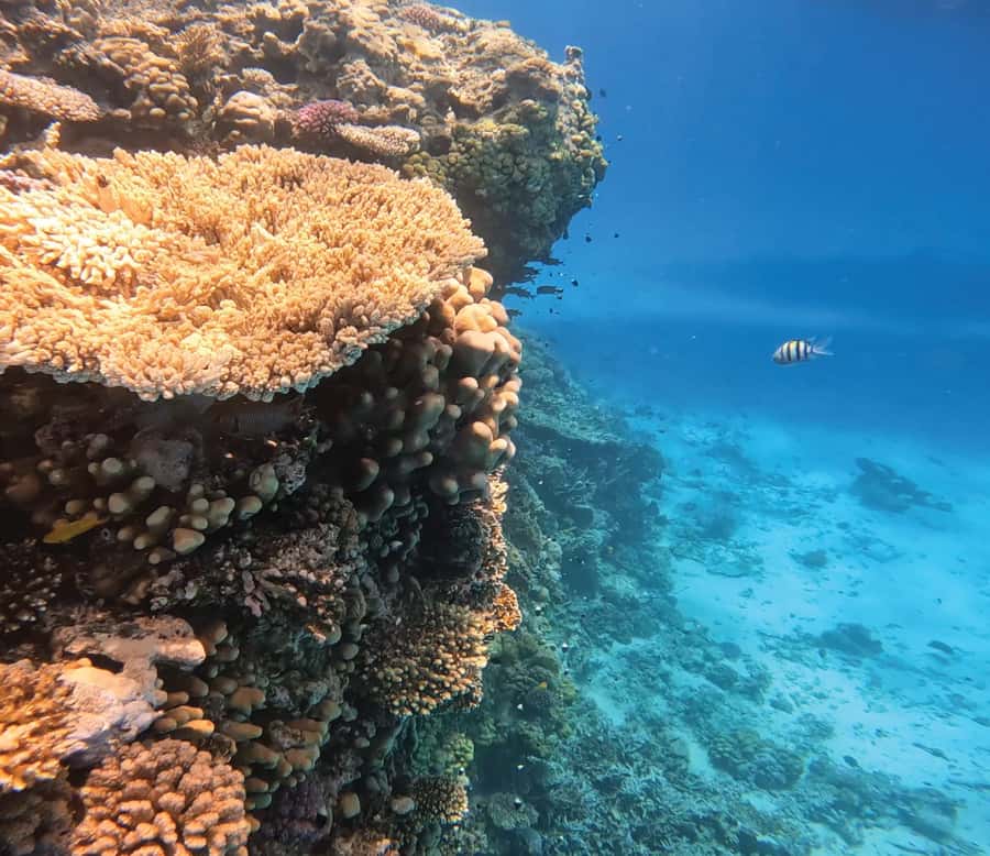Hurghada: Premium Orange Island Cruise with Lunch & Transfer - What the eight-hour schedule feels like