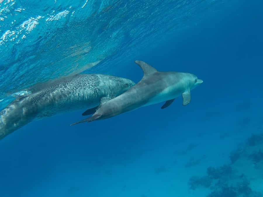 Hurghada: Royal Luxury VIP Cruise to Orange Bay with Lunch - A second reef stop at Jazīrat Abū Rimāthī
