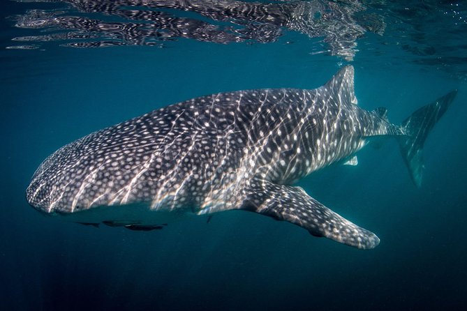Intimate Eco-Friendly Whale Shark Encounter - Premium Service - A rare swim in La Paz Bay