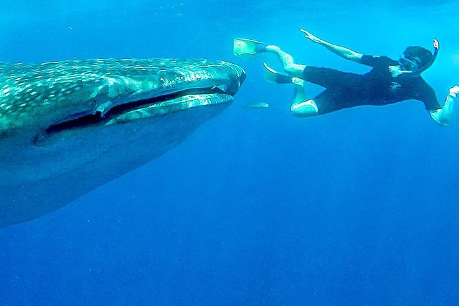 Intimate Eco-Friendly Whale Shark Encounter - Premium Service - The short ride to the protected zone
