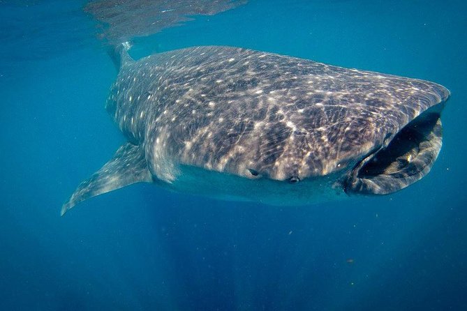 Intimate Eco-Friendly Whale Shark Encounter - Premium Service - How the water entries work