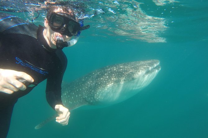 Intimate Eco-Friendly Whale Shark Encounter - Premium Service - What the whale shark encounter feels like