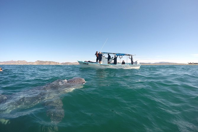 Intimate Eco-Friendly Whale Shark Encounter - Premium Service - Is the $268.24 price worthwhile?