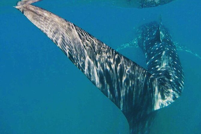 Intimate Eco-Friendly Whale Shark Encounter - Premium Service - Who should book this outing?