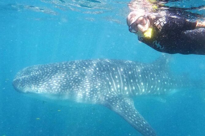 Intimate Eco-Friendly Whale Shark Encounter - Premium Service - Getting ready at The Dock Cafe