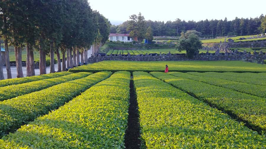 Jeju Premium Small Group UNESCO Day Tour - South - Starting with Hallasan and the Eoseungsaengak Trail