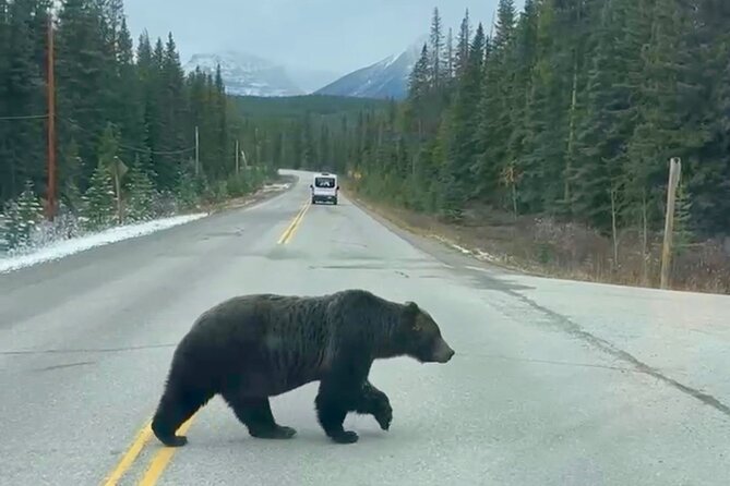 Johnston Canyon, Lake Louise & Banff: Small-Group Day Tour - Two hours on Banff Avenue