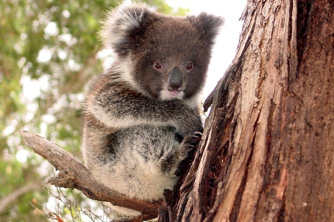 Kangaroo Island Luxury Small Group 'Island Life' Full Day Tour - Key points at a glance