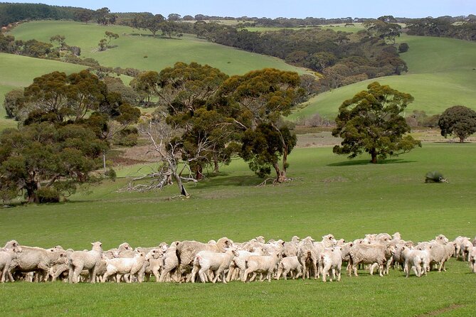 Kangaroo Island Luxury Small Group 'Island Life' Full Day Tour - Stokes Bay starts the day with a little adventure