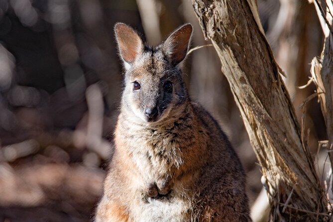Kangaroo Island Luxury Small Group 'Island Life' Full Day Tour - Is $453.30 good value?