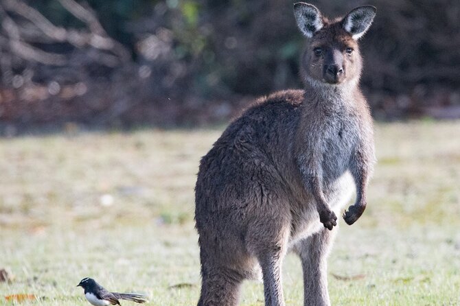 Kangaroo Island Luxury Small Group 'Island Life' Full Day Tour - Duck Lagoon brings the search into the trees