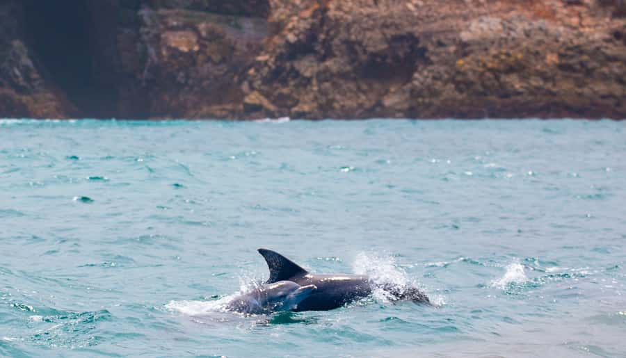 Knysna: Luxury Sunset Cruise with Captain's Barbeque - Should you book the Knysna sunset cruise?