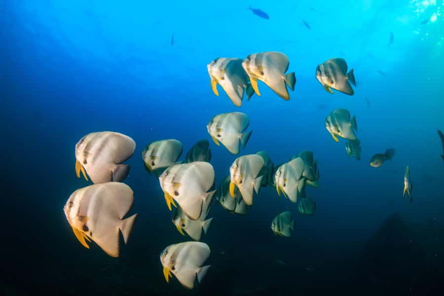 Koh Tao: PADI Premium Open Water Diver Course - The first evening: paperwork, equipment, and online theory