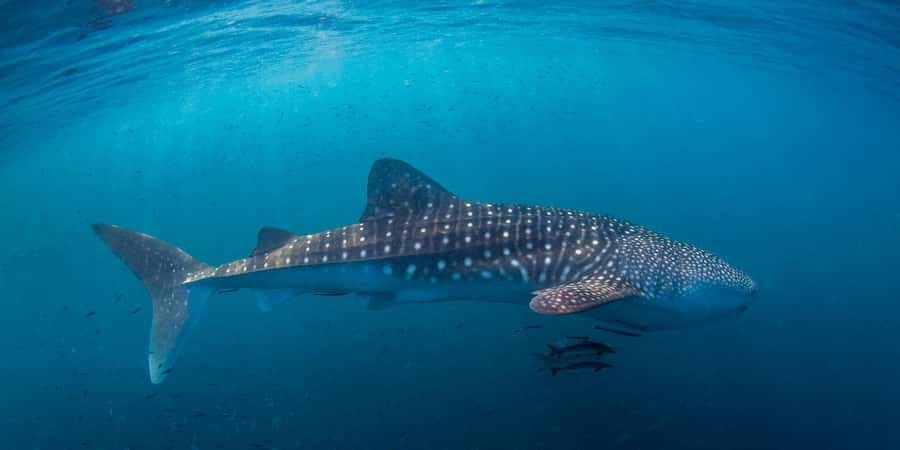 Koh Tao: PADI Premium Open Water Diver Course - Day three: two final reef dives