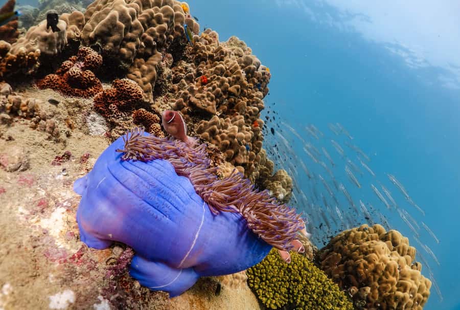 Koh Tao: PADI Premium Open Water Diver Course - What the $353 price really includes