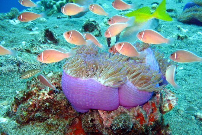 Koh Tao VIP Snorkelling Tour - Key points to know before booking