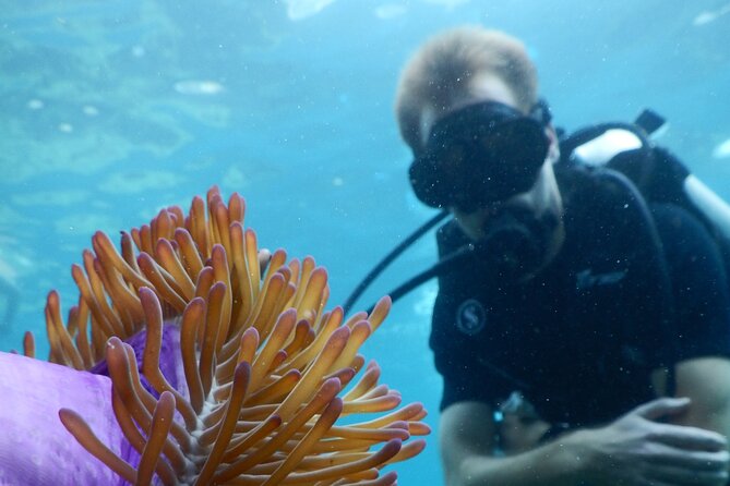 Koh Tao VIP Snorkelling Tour - Three reefs around Koh Tao in one day