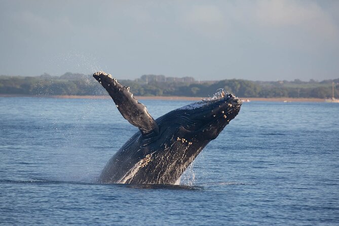 Kona Deluxe Catamaran Whale Watch - What the whale guarantee really means
