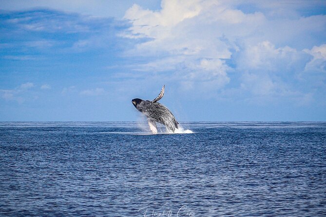 Kona Deluxe Catamaran Whale Watch - Is $109 a fair price?