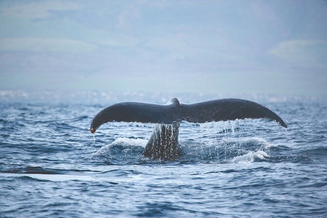 Kona Deluxe Catamaran Whale Watch - Who will enjoy this Kona whale watch most