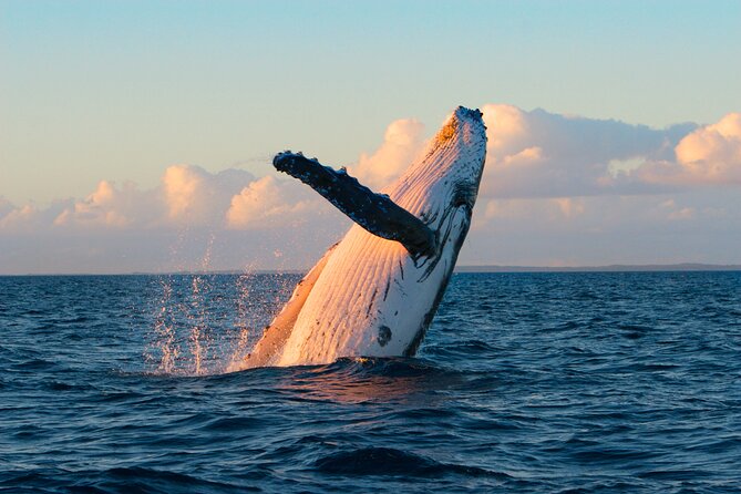Kona Deluxe Catamaran Whale Watch - A 49-passenger catamaran with room to spread out
